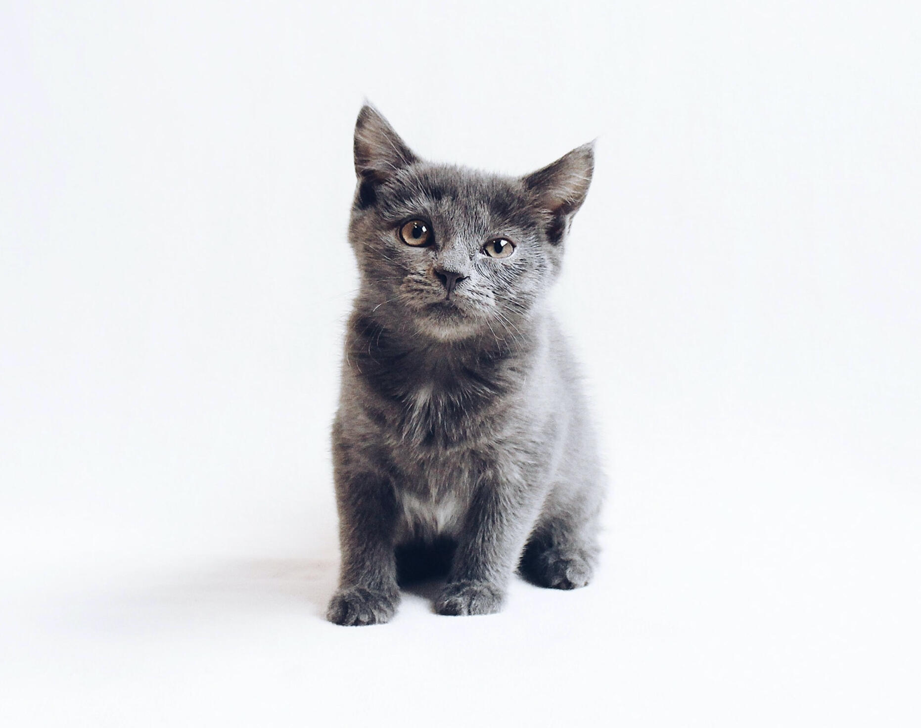 A single blue/grey kitten looking directly at you.