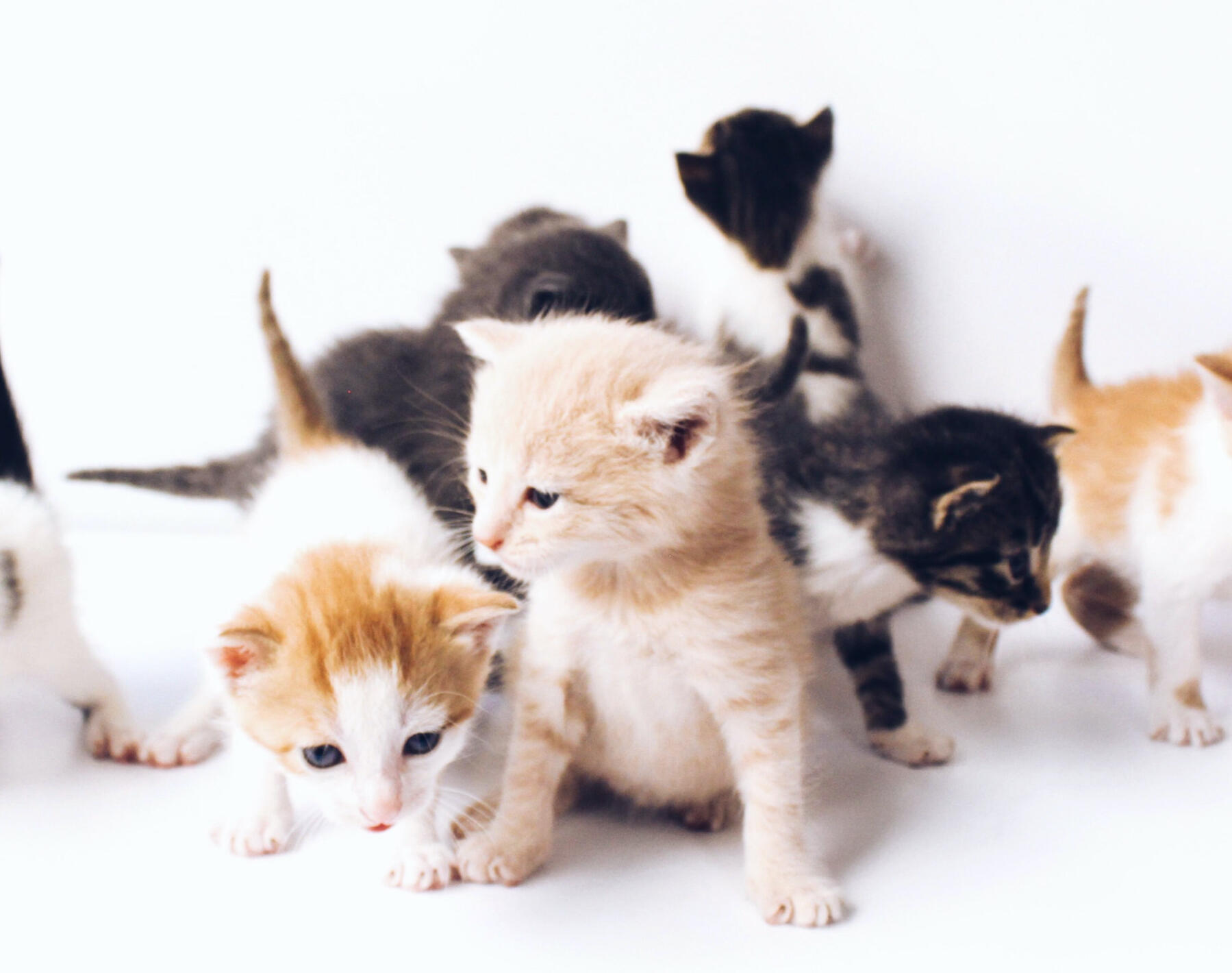 A litter of various kittens milling about.