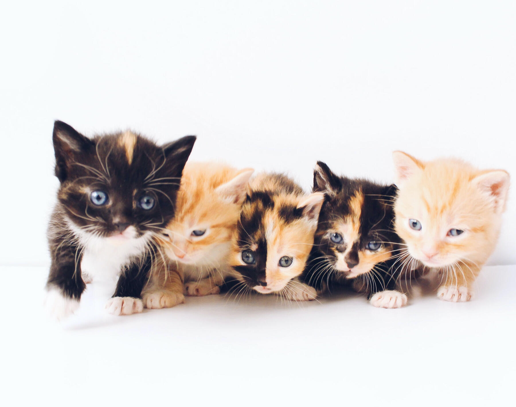 A lineup of 5 orange and brown kittens.